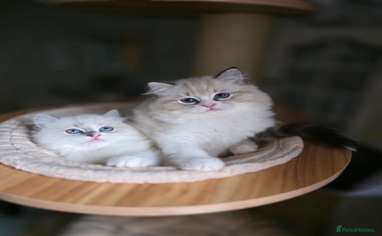 Ragdoll cats 💛 Beautiful European Kittens 😸  - Advert 7