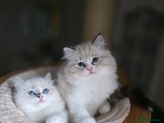 Ragdoll cats 💛 Beautiful European Kittens 😸 - Advert 10
