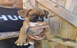 Boxer dogs for sale: Adorable Boxer Puppies Available  - Image 7