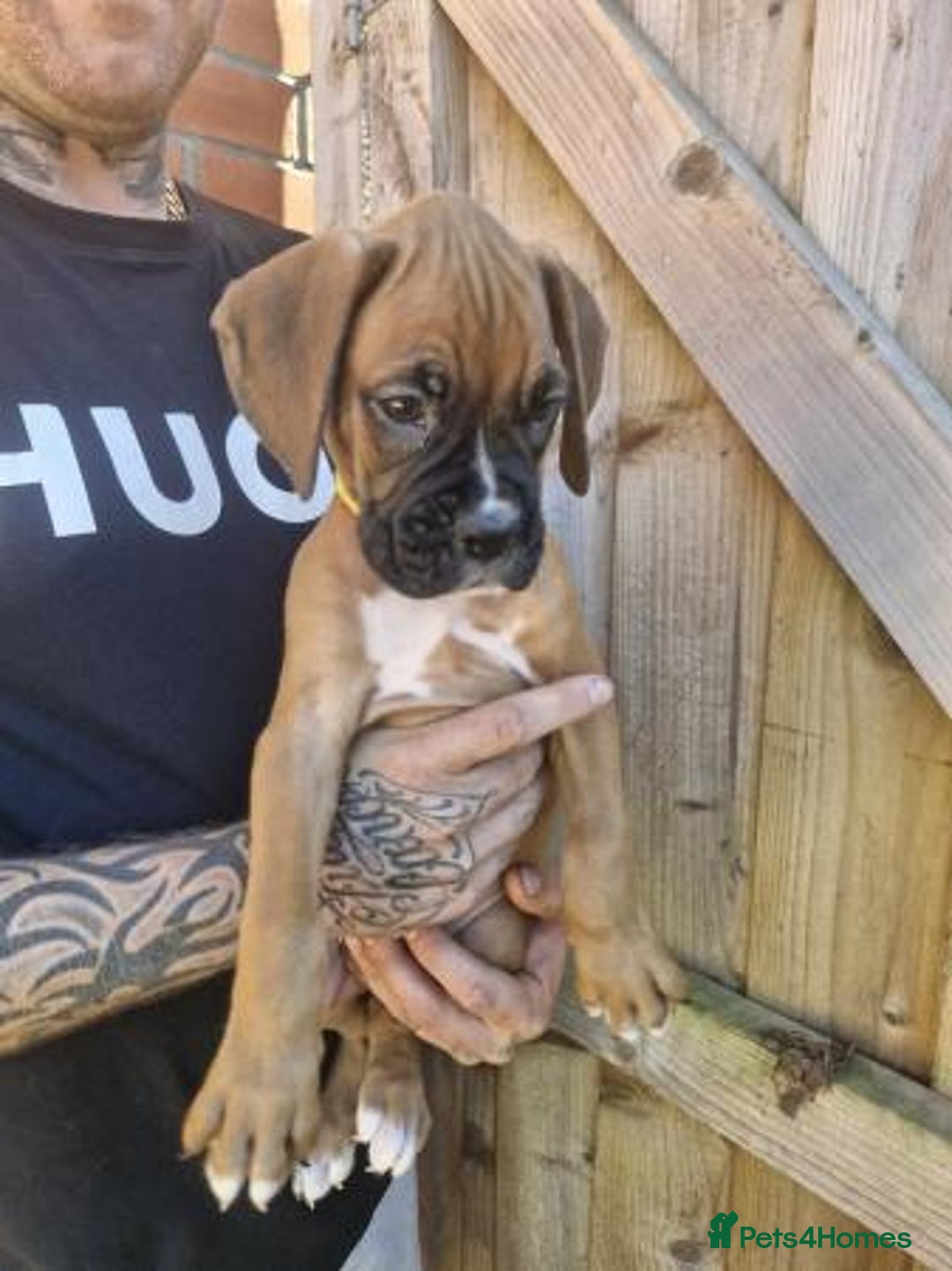 Boxer dogs for sale: Adorable Boxer Puppies Available  - Image 7