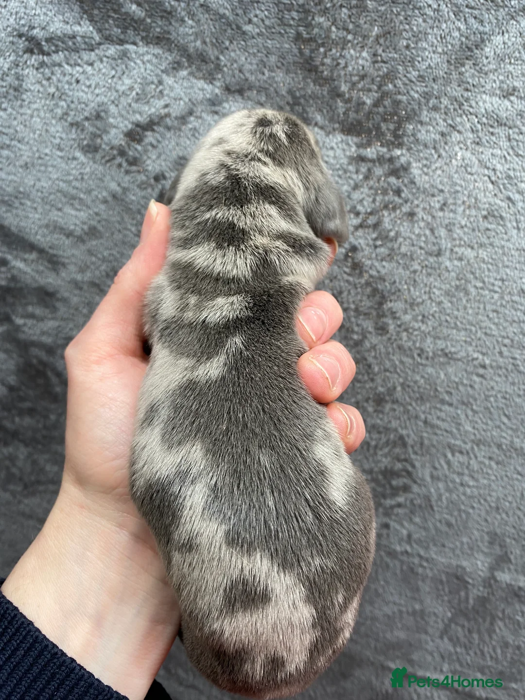 Miniature Dachshund dogs for stud: 🍦ALPHA mini cream Int/Int pied Smooth dachshund ! in Mexborough - Advert 24