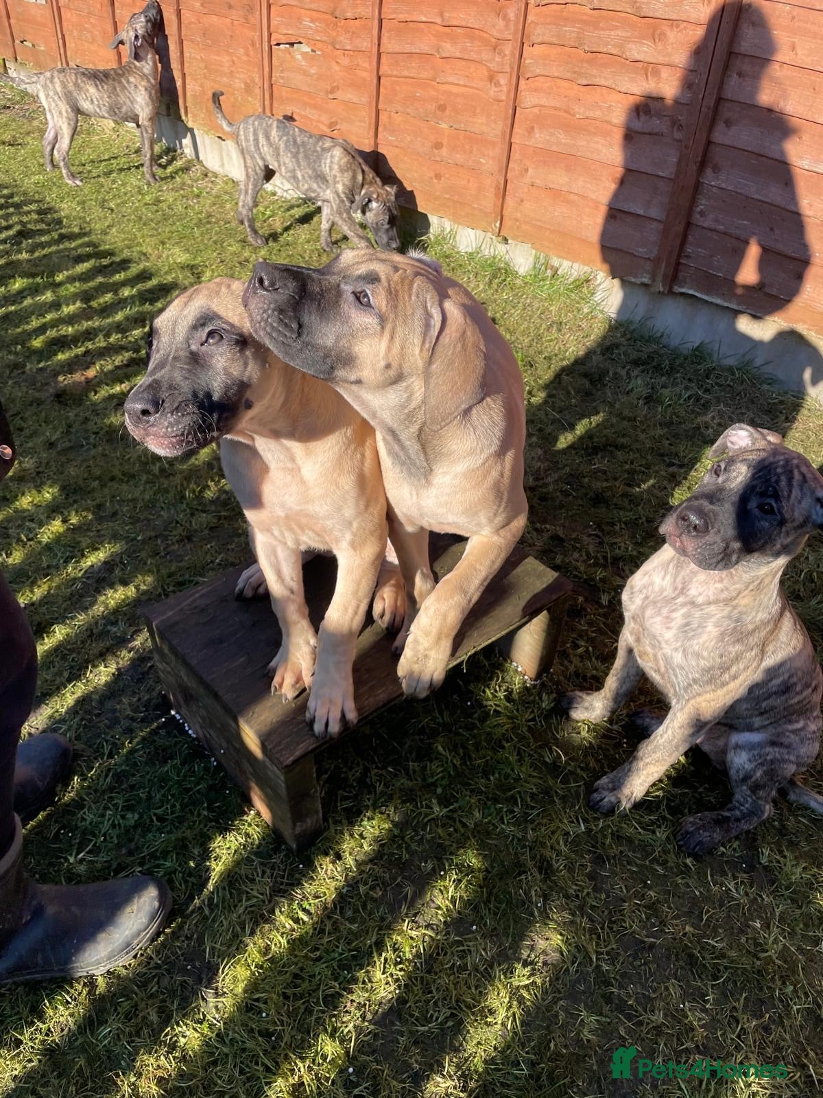 Cane Molosso Presa Mayo Price Presa Mayo Dog Top Presa Kennels Sales