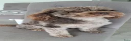Toy Poodle dogs for stud: Cockapoo stud chocolate merle  - Advert 6