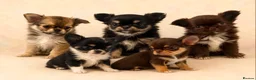Chihuahua dogs for stud: Kc registered blue smooth coat for stud - Advert 8