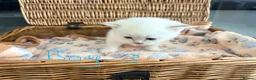 British Shorthair cats for sale: Cuteness Overload Alert! British Shorthair Kittens in Kettering - Advert 21