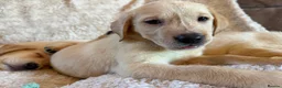 Labrador Retriever dogs for sale: ❤️💫 Superb, chunky, Golden Labrador puppies 💫❤️ in Stourbridge - Advert 22
