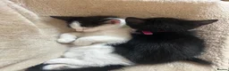 Mixed Breed cats for sale: Sweet friendly kitten   - Advert 25