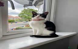 Mixed Breed cats for sale: Luna for rehoming - Image 7