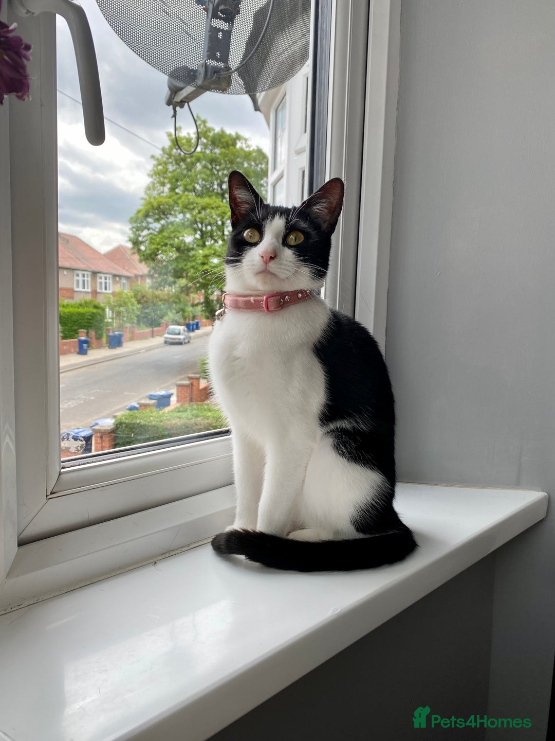 Mixed Breed cats for sale: Luna for rehoming - Image 7