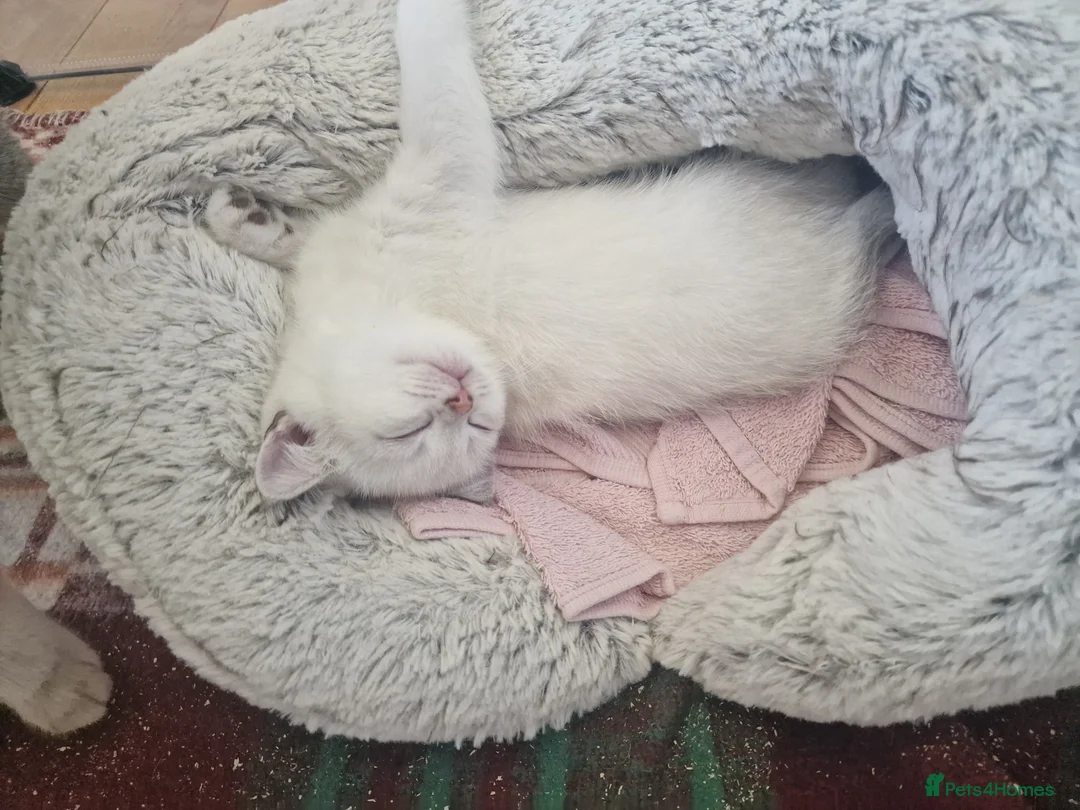 British Shorthair cats for sale: Beautiful British Shorthair Kittens - Advert 39