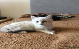 Mixed Breed cats for sale: Kittens for sale!!! - Image 2