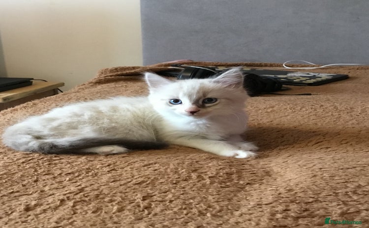 Mixed Breed cats - Advert 15