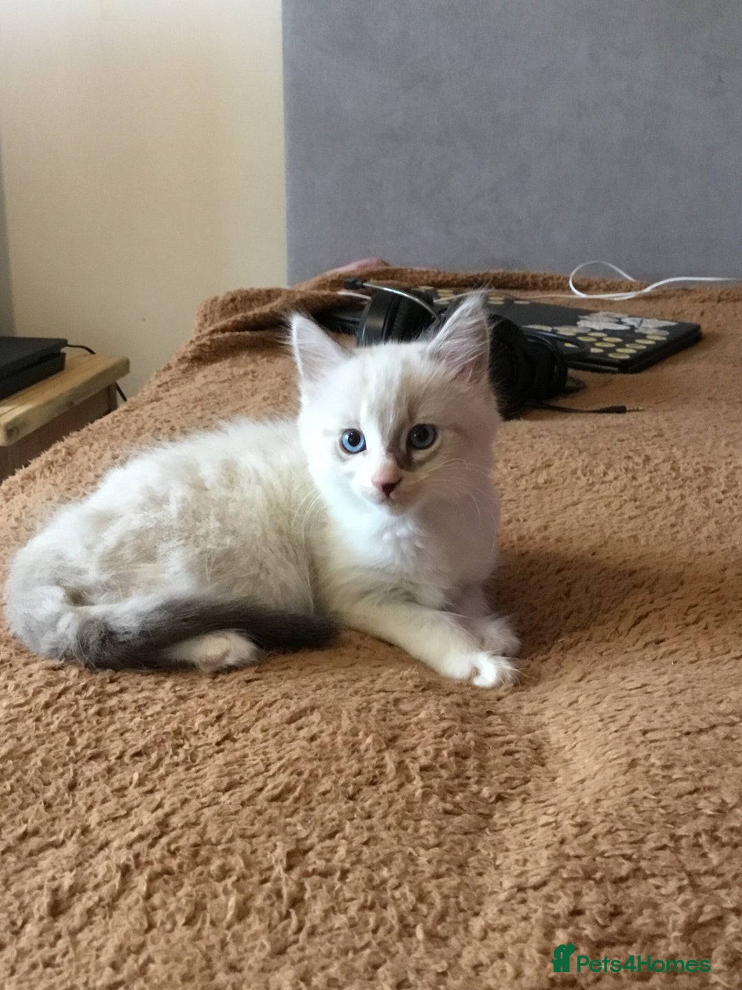 Mixed Breed cats for sale: Kittens for sale!!! - Image 2