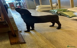 Mixed Breed dogs for sale: American pocket bully x labradoodle  - Image 15