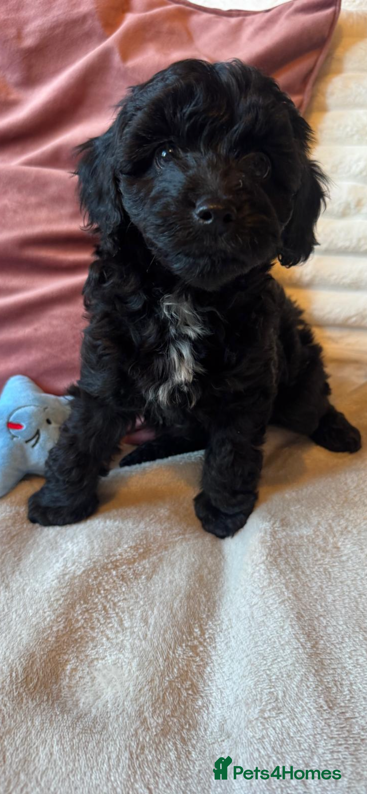 Cavapoo dogs 🐾 F1B MINIATURE CAVAPOO PUPPIES ARE HERE! 🐾 - Advert 2