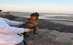 Belgian Shepherd Dog dogs for sale: Male Belgian malinois  - Image 4