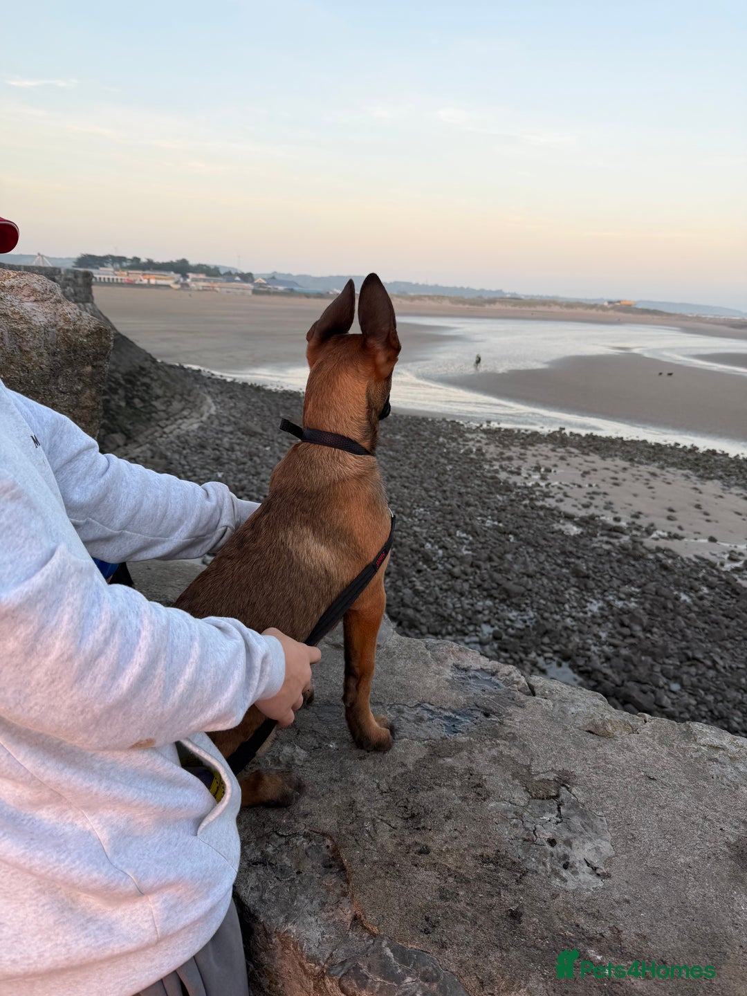 Belgian Shepherd Dog dogs for sale: Male Belgian malinois  - Image 4