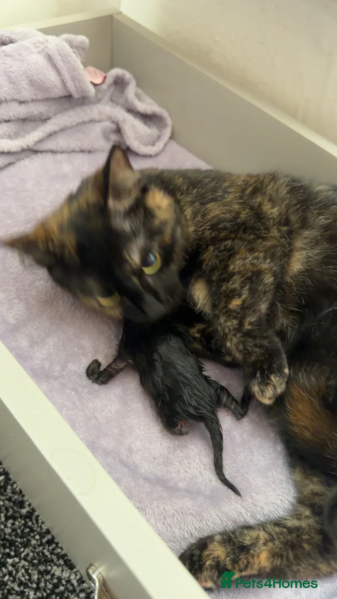 British Shorthair cats for sale: Little tabby  in Salisbury - Advert 2