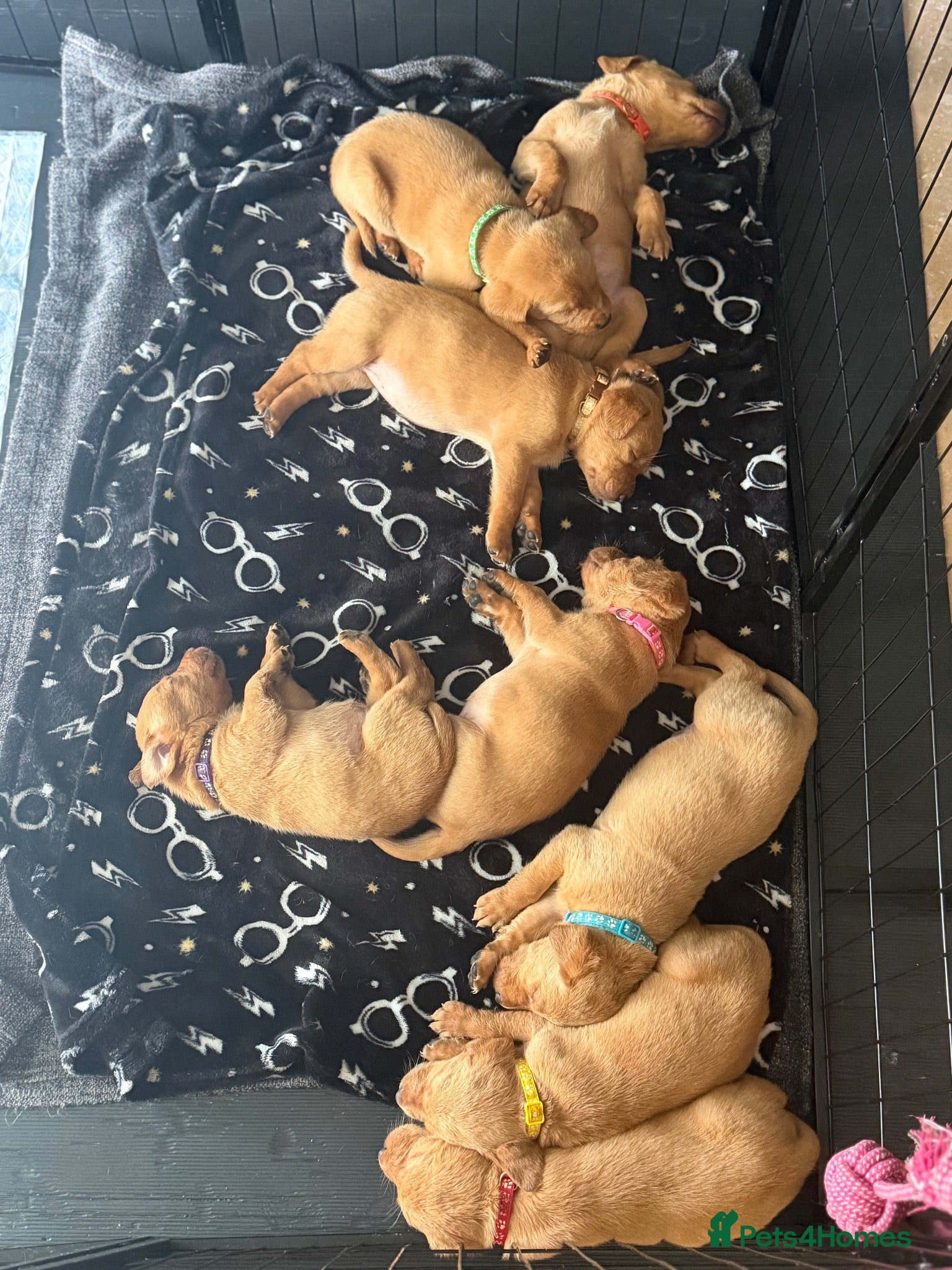 Labrador Retriever dogs KC Registered Fox Red Labrador Puppies - Advert 18