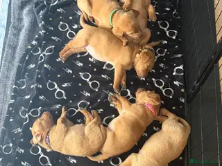 Labrador Retriever dogs KC Registered Fox Red Labrador Puppies - Advert 2