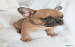 French Bulldog dogs for sale: Home reared beautiful frenchie pups - Image 4