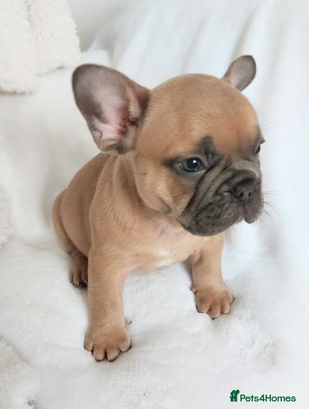 French Bulldog dogs for sale: Home reared beautiful frenchie pups - Image 4