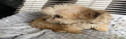 Morkie dogs for sale: Gorgeous Morkie puppies  - Advert 3