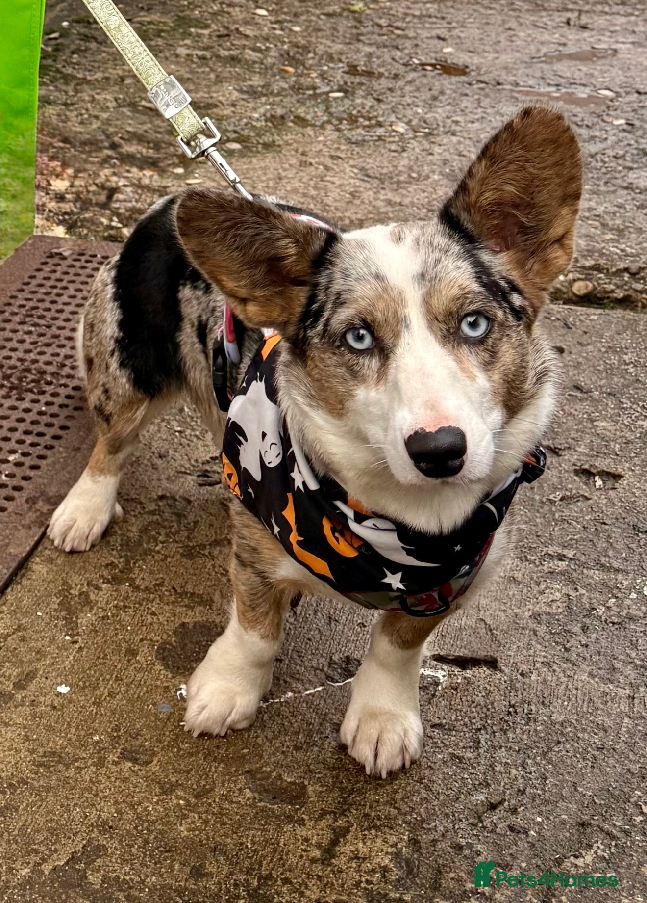 Welsh Corgi Cardigan dogs Pedigree Welsh Cardigan corgi girl for sale - Advert 3