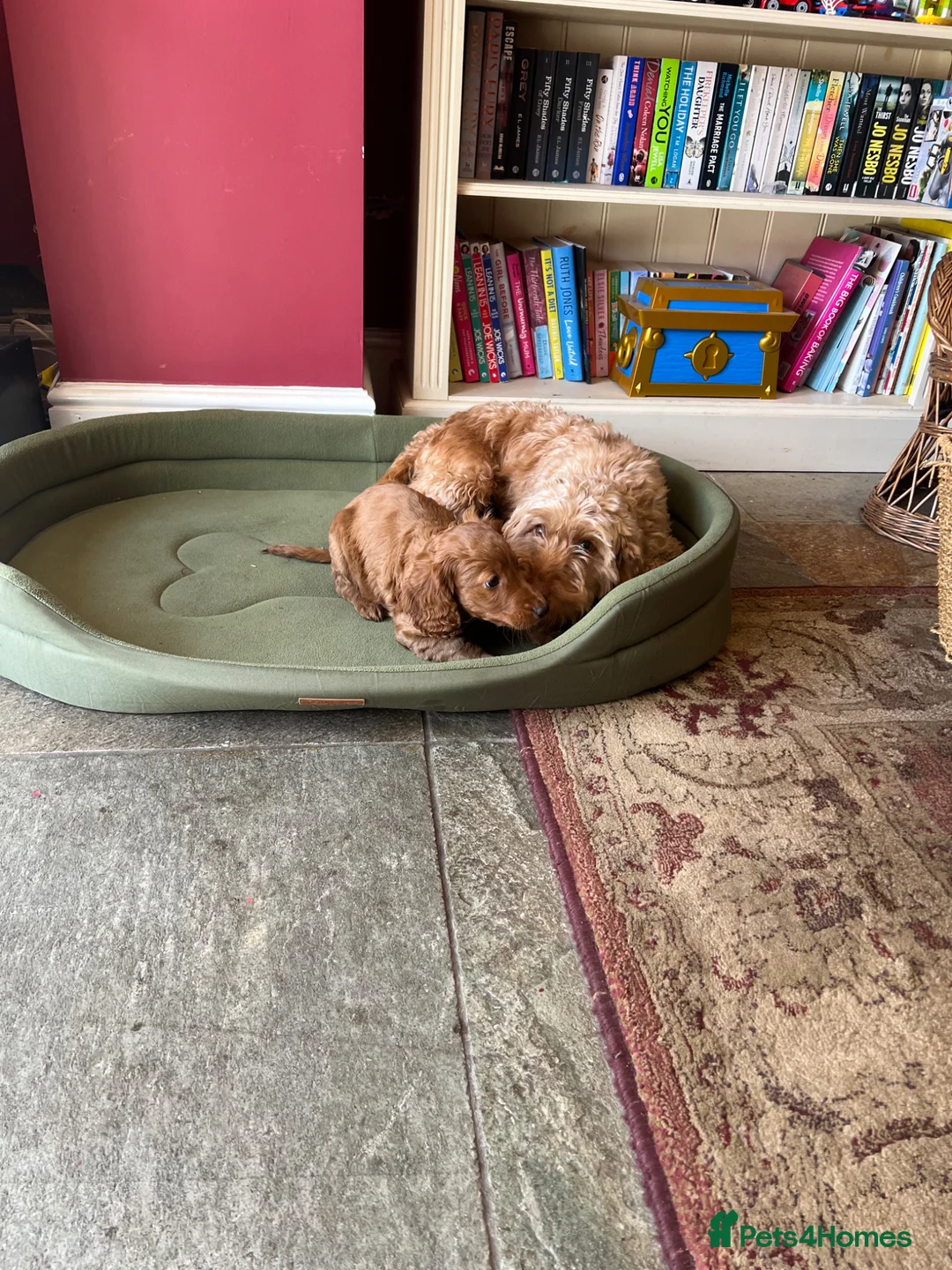 Cockapoo dogs for sale: Two handsome F2 cockapoo boys  - Advert 3