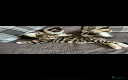 Mixed Breed cats for sale: 2 male kittens for sale  - Image 6
