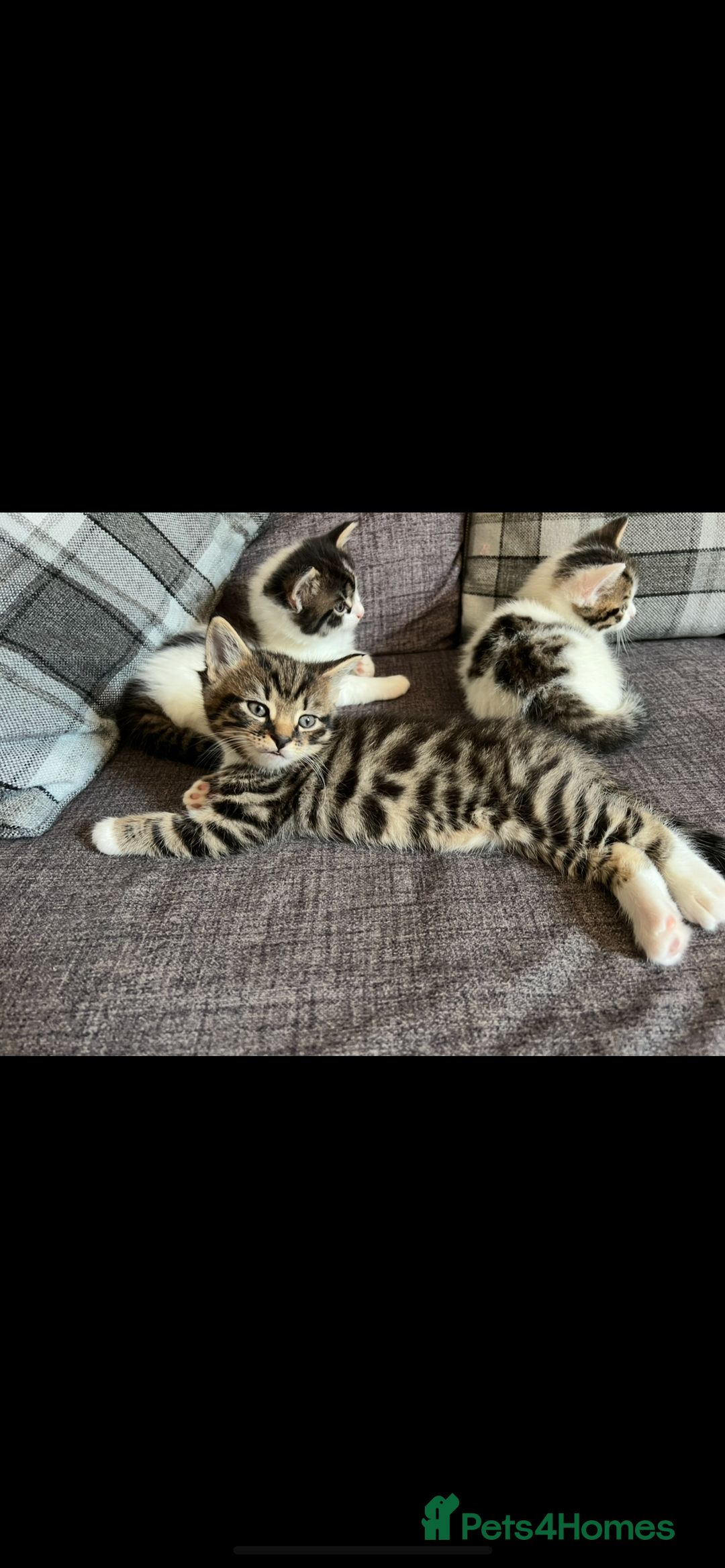 Mixed Breed cats for sale: 2 male kittens for sale  - Image 6