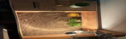Tortoise reptiles for sale: Tortoise and full set up in Cwmbran - Advert 2