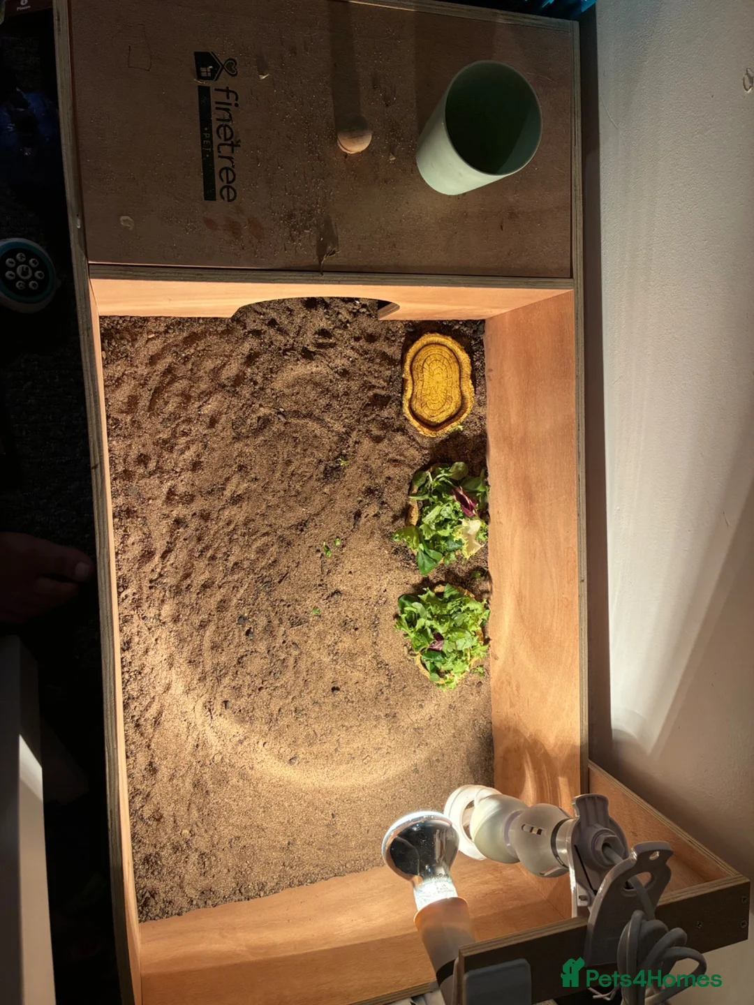 Tortoise reptiles for sale: Tortoise and full set up in Cwmbran - Advert 2