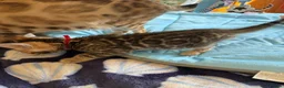 Bengal cats for sale: Pedigree TICA 💙 Bengal Kittens 🐆 Health Tested - Advert 5