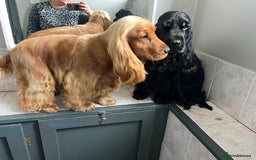 Cocker Spaniel dogs for sale: Beautiful Child friendly,calm show cocker spaniel  - Image 8