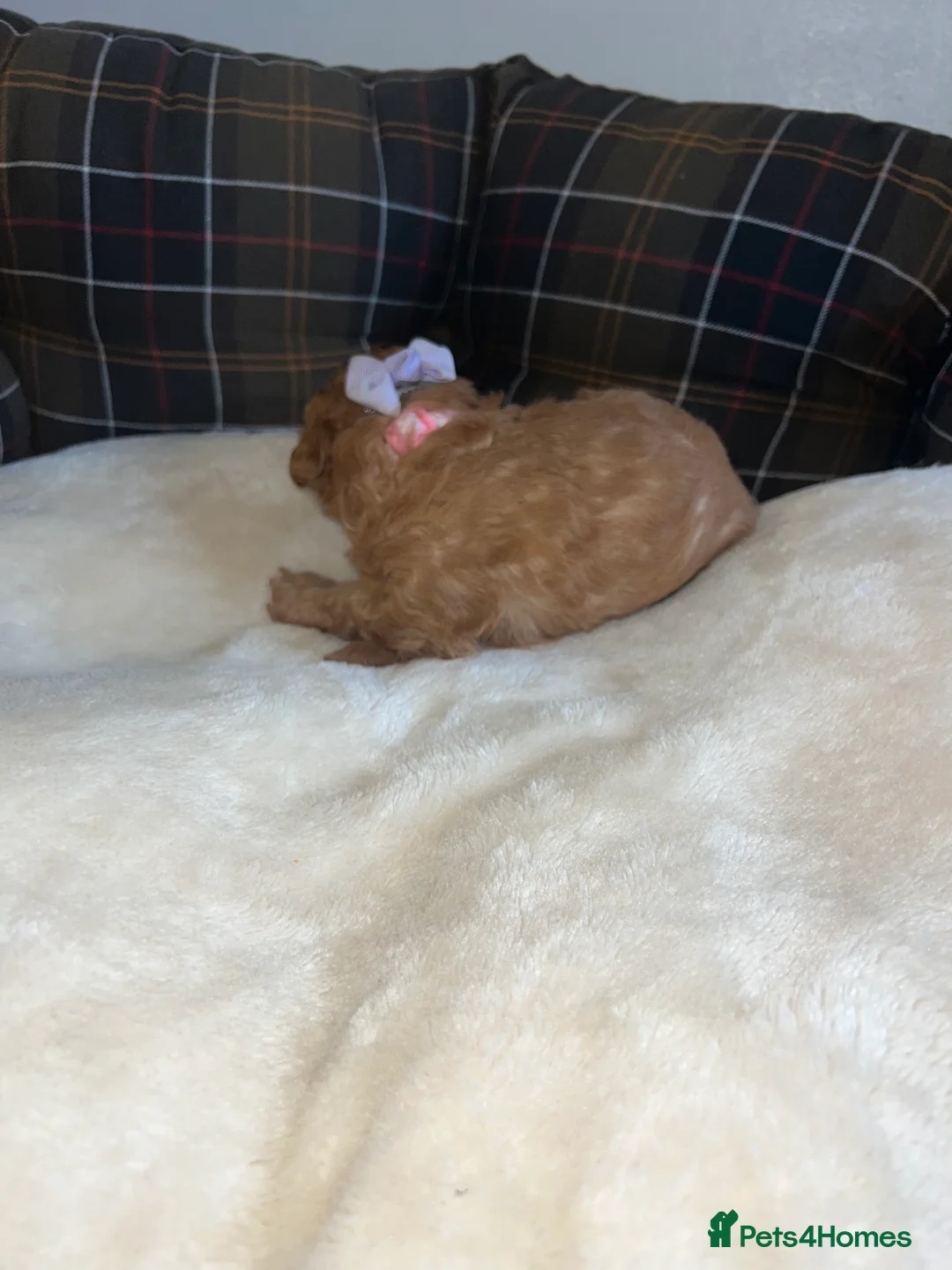 Poodle dogs for sale: 🐶🐶🐶TOY POODLES for sale🐶🐶🐶 - Advert 38