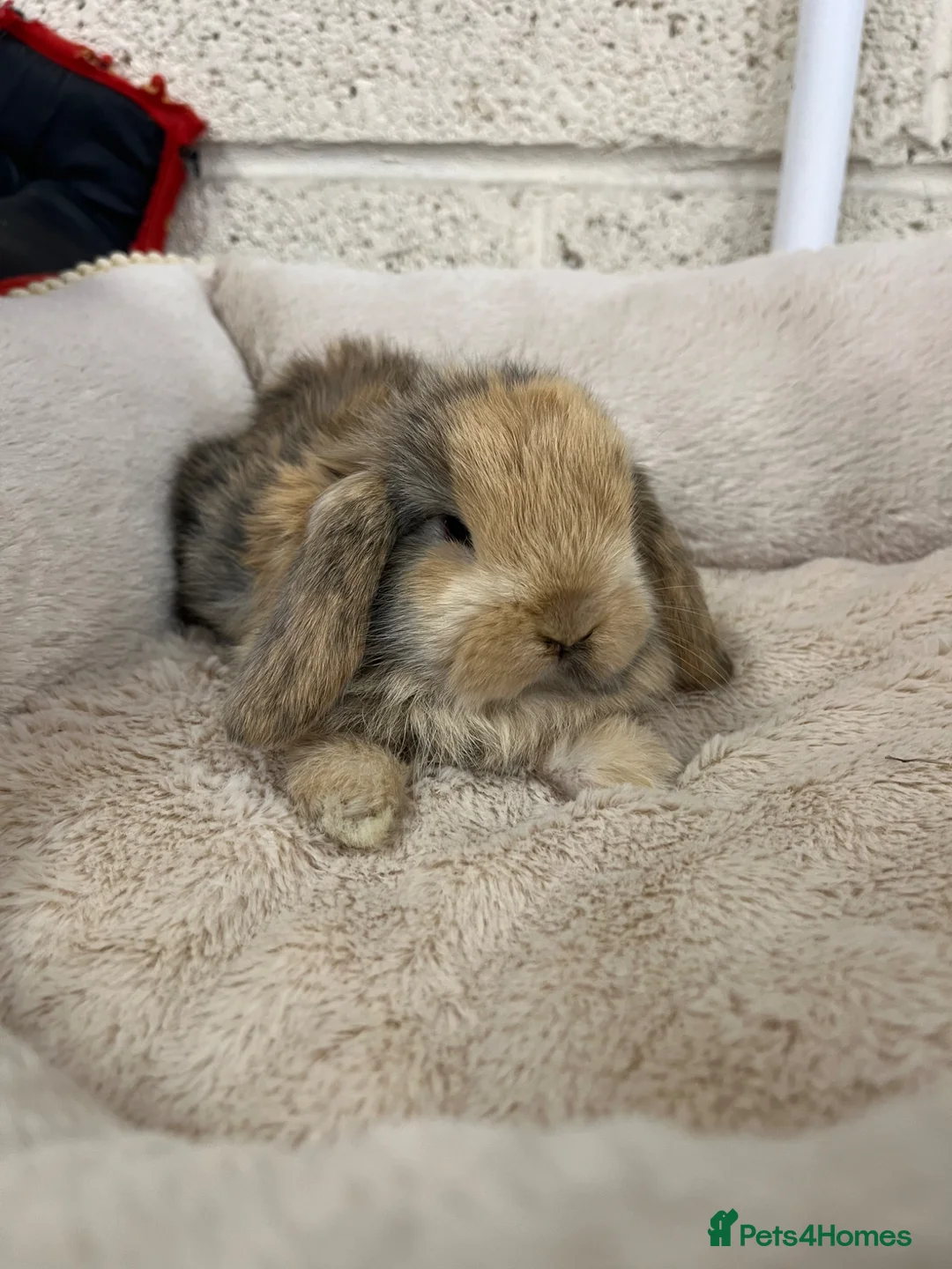 Mini Lop rabbits for sale:  Mini Lop Bunnies  - Advert 1