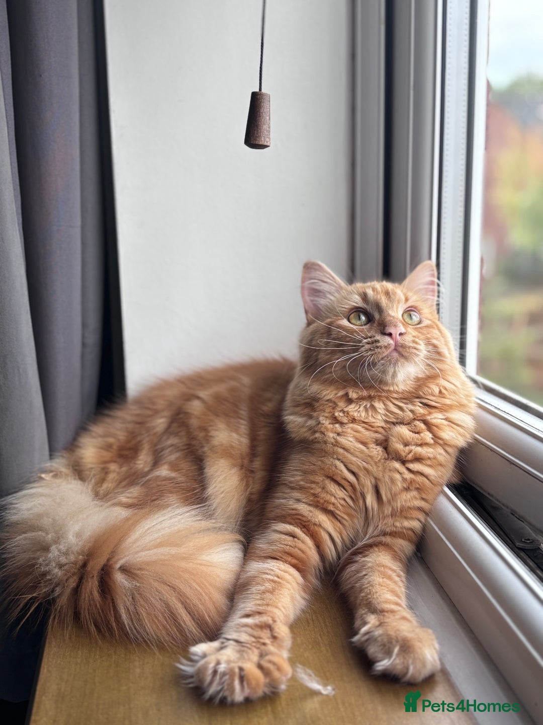 Mixed Breed cats for sale: Ginger Male Ragdoll - Image 15