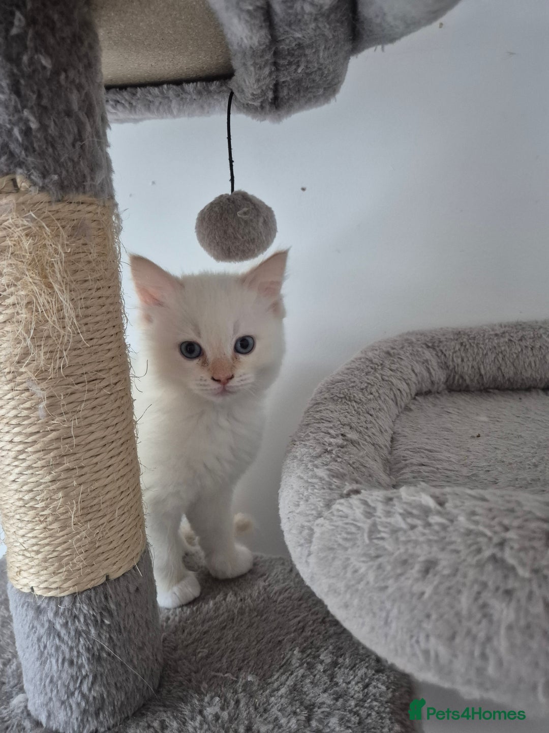 Ragdoll cats for sale: 2 pure flame point ragdolls - Advert 7
