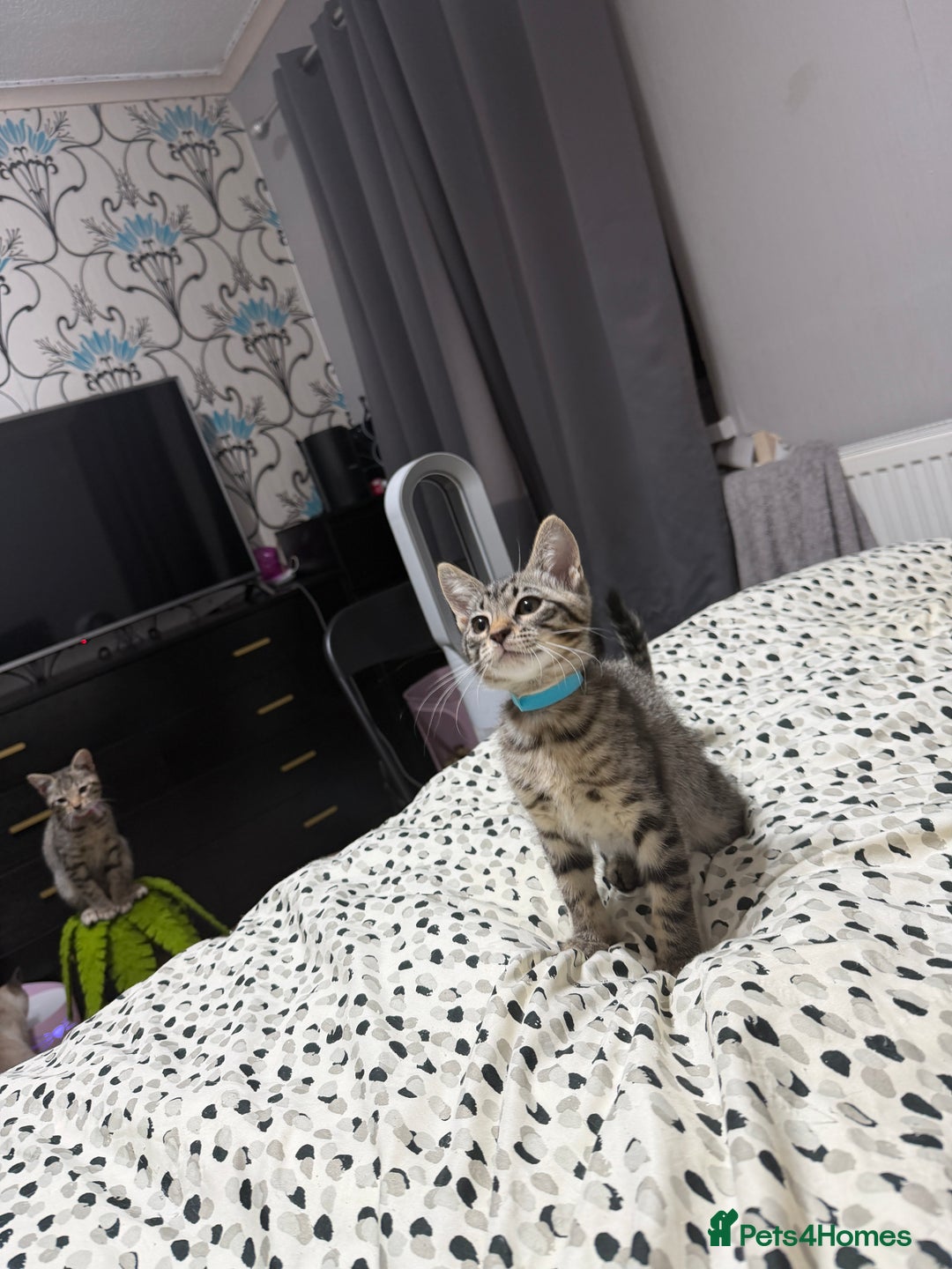 Mixed Breed cats for sale: Savannah X Siamese Kittens - Advert 10