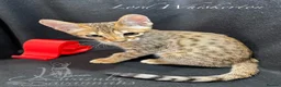 Savannah cats for sale: 2 and 3 months old. Tica Regist. Savannahs - Advert 31