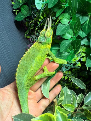 Chameleon reptiles in Llandudno - Advert 19