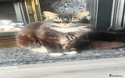 British Longhair cats for sale: 2 female kittens looking for their loving home - Image 4