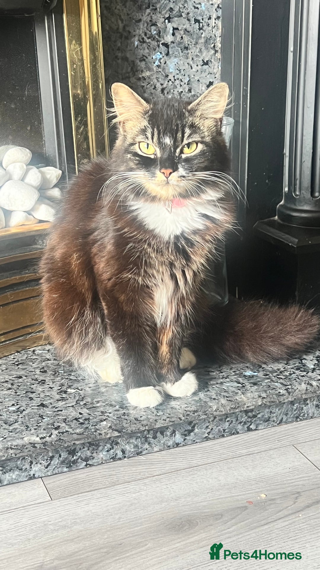 British Longhair cats for sale: 2 female kittens looking for their loving home - Image 4