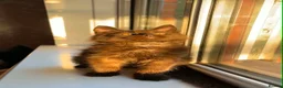 Maine Coon cats for sale: ✨ Last Remaining Black Smoke Maine Coon Kitten - Advert 1