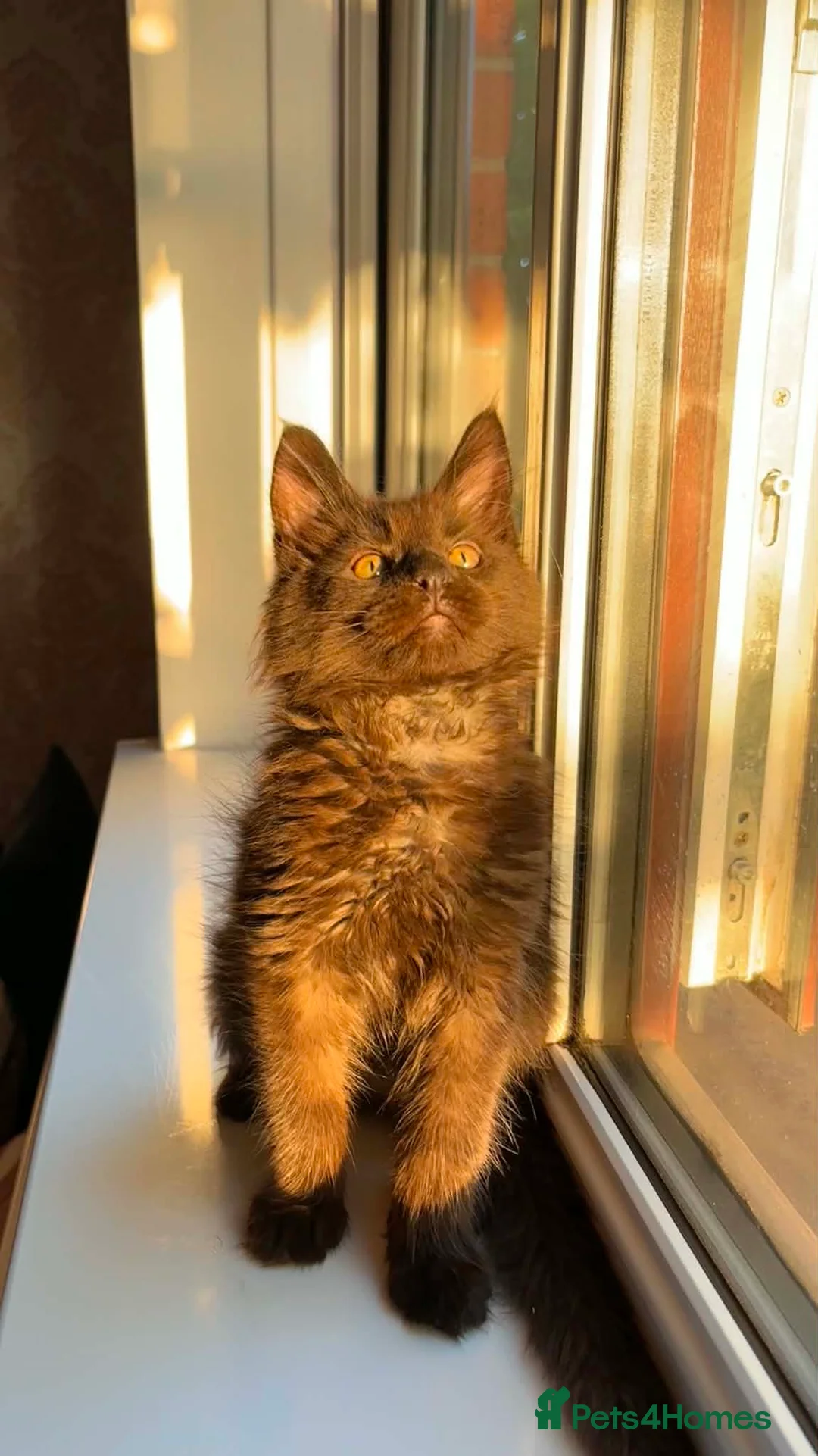 Maine Coon cats for sale: ✨ Last Remaining Black Smoke Maine Coon Kitten - Advert 1