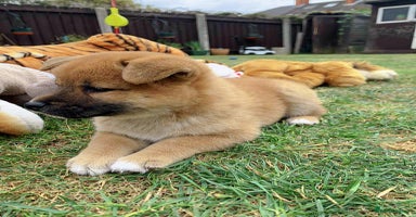 Japanese Shiba Inu dogs - Advert 10