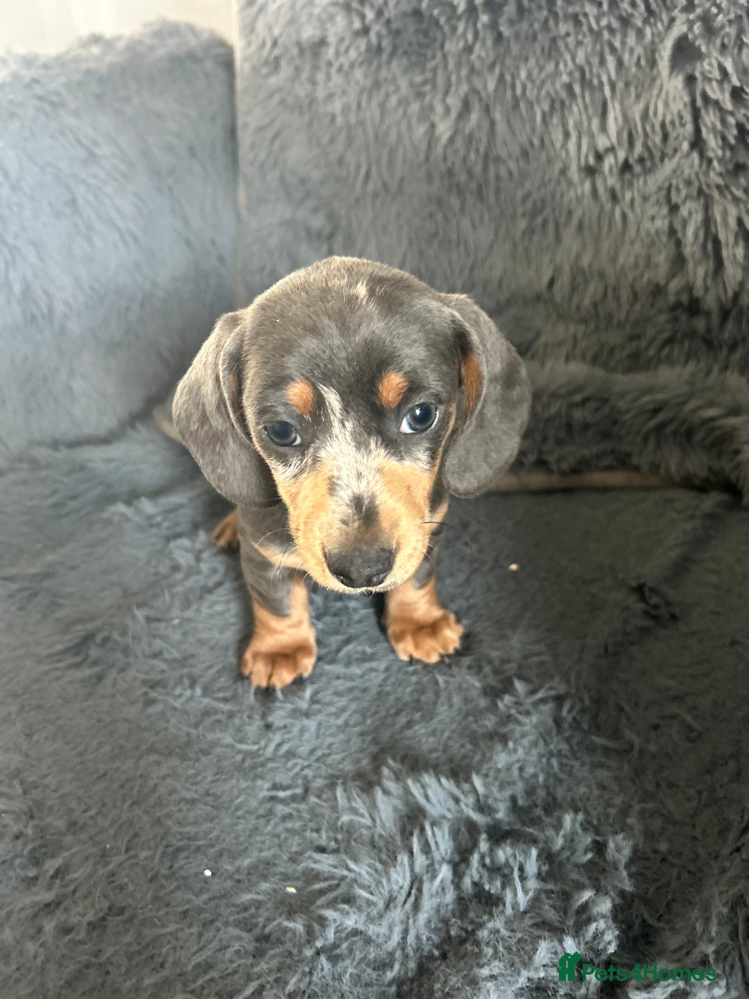 Dachshund dogs for sale: Beautiful mini dachshunds  - Image 3