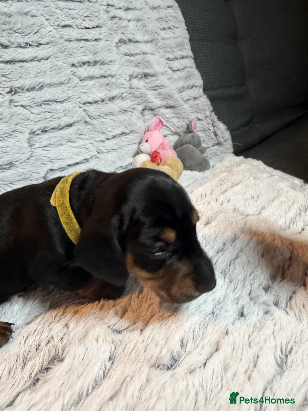 Dachshund dogs for sale: ONLY 1 DACHSHUND FEMALE LEFT DOLLY - Advert 12
