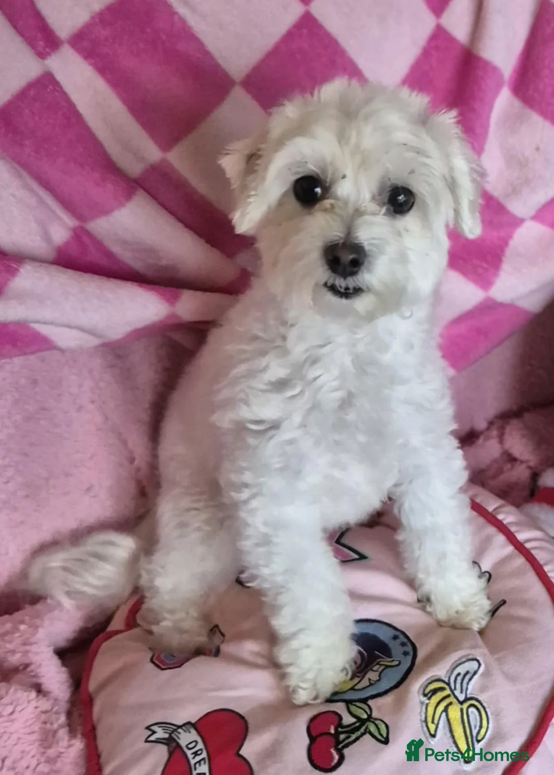 Maltipoo dogs for adoption: Holly Ivy - In Ayr Looking for a home  - Advert 6